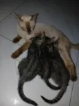 gatos