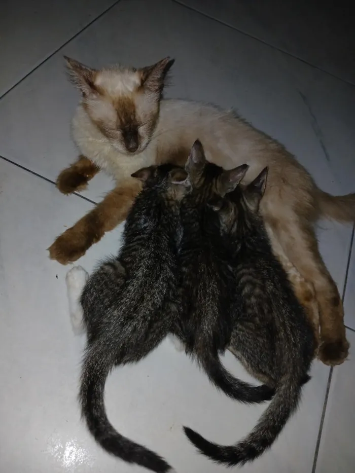 Gato raça SRD-ViraLata idade 1 ano nome gatos