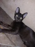 gatos