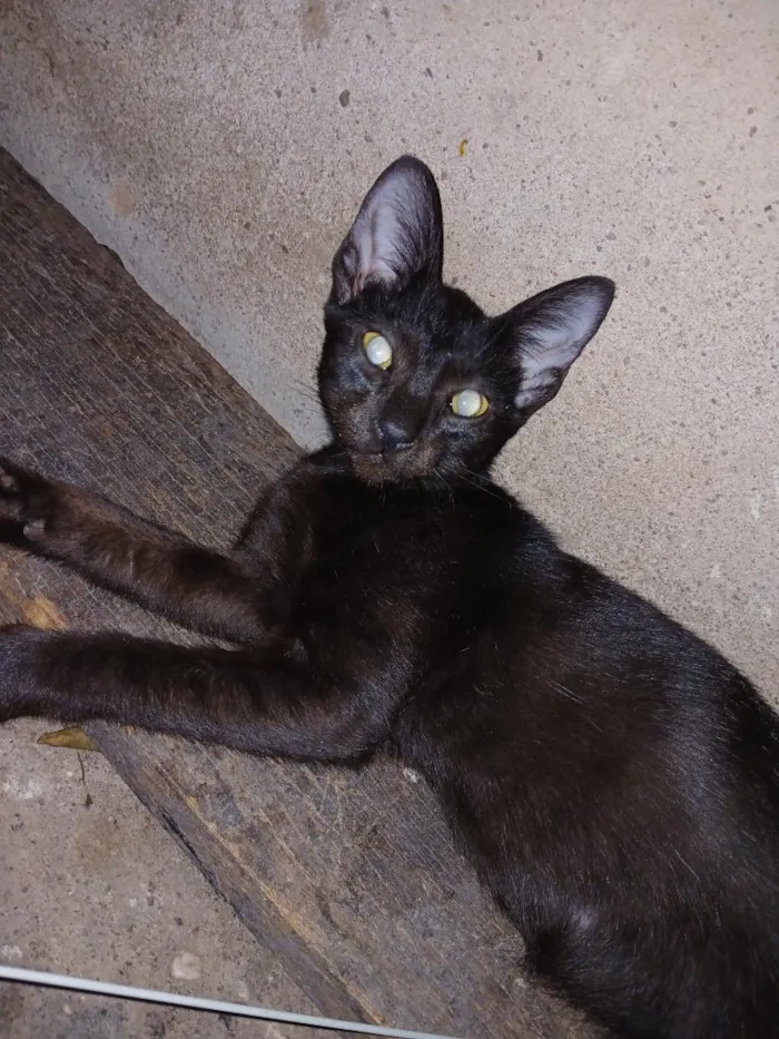 Gato raça SRD-ViraLata idade 1 ano nome gatos