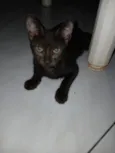 gatos