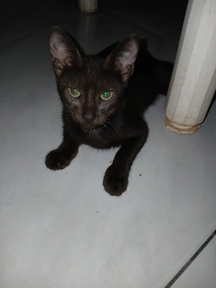 Gato raça SRD-ViraLata idade 1 ano nome gatos