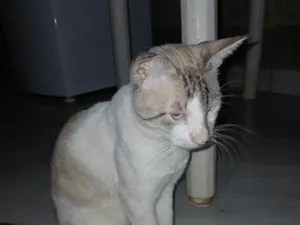 Gato raça SRD-ViraLata idade 1 ano nome gatos