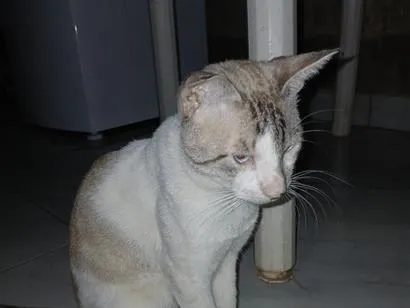 Gato raça SRD-ViraLata idade 1 ano nome gatos