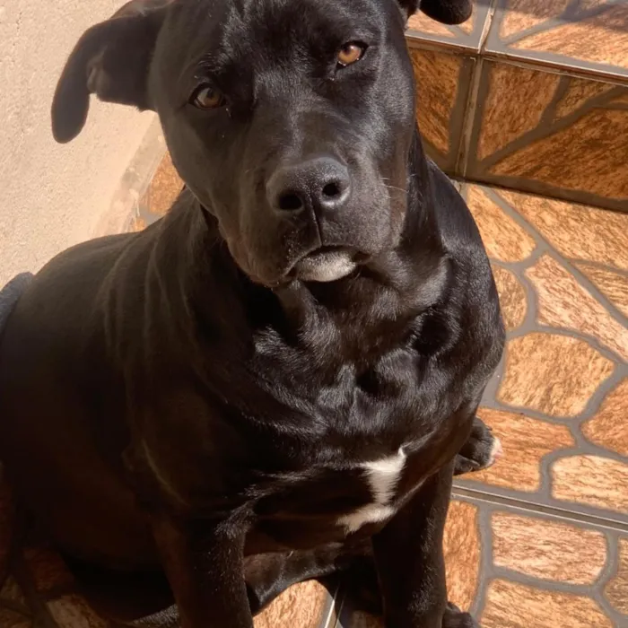 Cachorro raça Pit-Bull idade 2 anos nome Apolo 