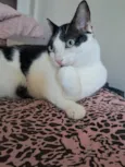 Jonas