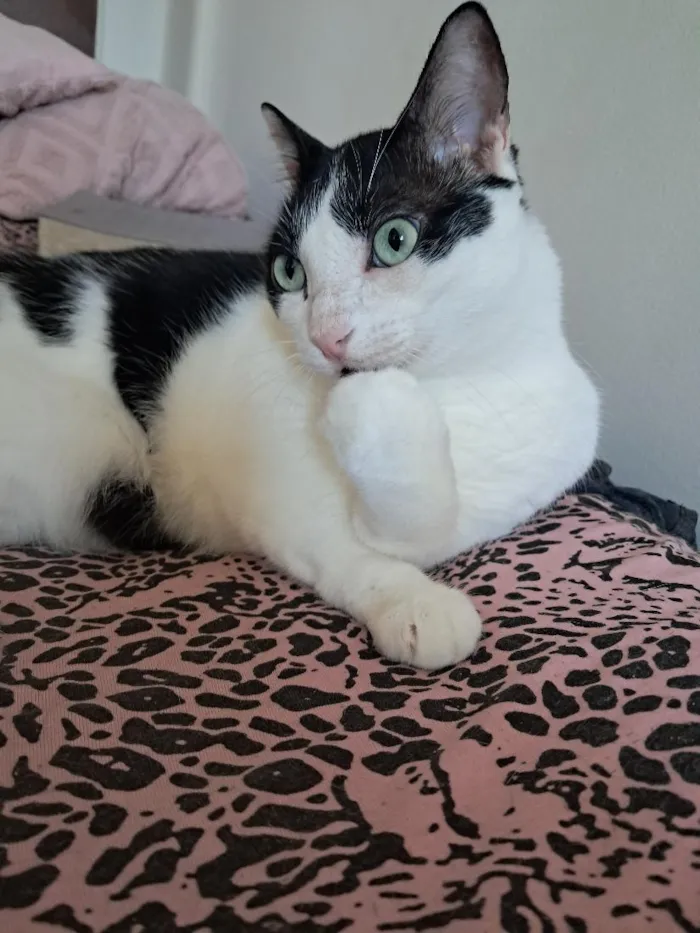 Gato raça SRD-ViraLata idade 5 anos nome Jonas