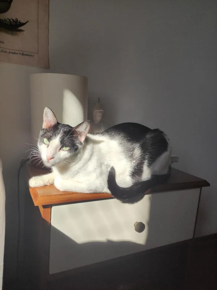 Gato raça SRD-ViraLata idade 5 anos nome Jonas