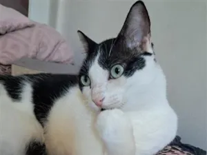 Gato raça SRD-ViraLata idade 5 anos nome Jonas
