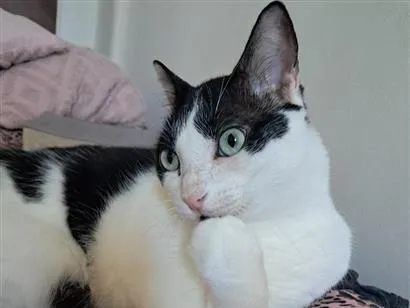 Gato raça SRD-ViraLata idade 5 anos nome Jonas