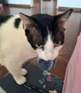 Jonas