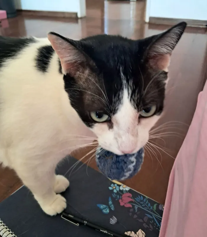 Gato raça SRD-ViraLata idade 5 anos nome Jonas