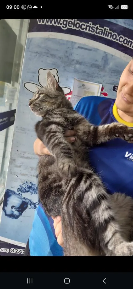 Gato raça Angorá idade 1 ano nome frajola