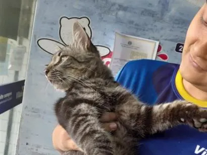Gato raça Angorá idade 1 ano nome frajola