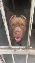 Aquiles