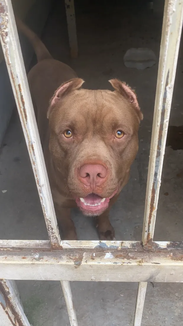 Cachorro raça Pit-Bull idade 4 anos nome Aquiles