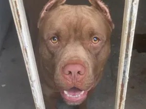 Cachorro raça Pit-Bull idade 4 anos nome Aquiles