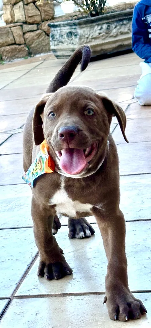 Cachorro raça Labrador idade 2 a 6 meses nome Logan