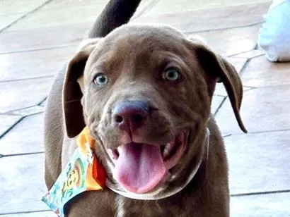 Cachorro raça Labrador idade 2 a 6 meses nome Logan
