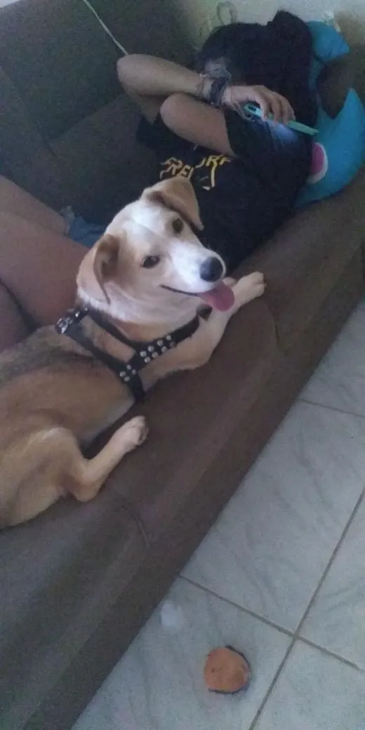 Cachorro raça SRD-ViraLata idade 6 ou mais anos nome Safira 