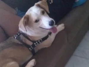 Cachorro raça SRD-ViraLata idade 6 ou mais anos nome Safira 