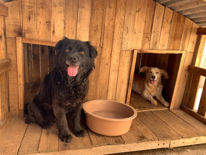 Cachorro raça SRD-ViraLata idade 6 ou mais anos nome Kira 