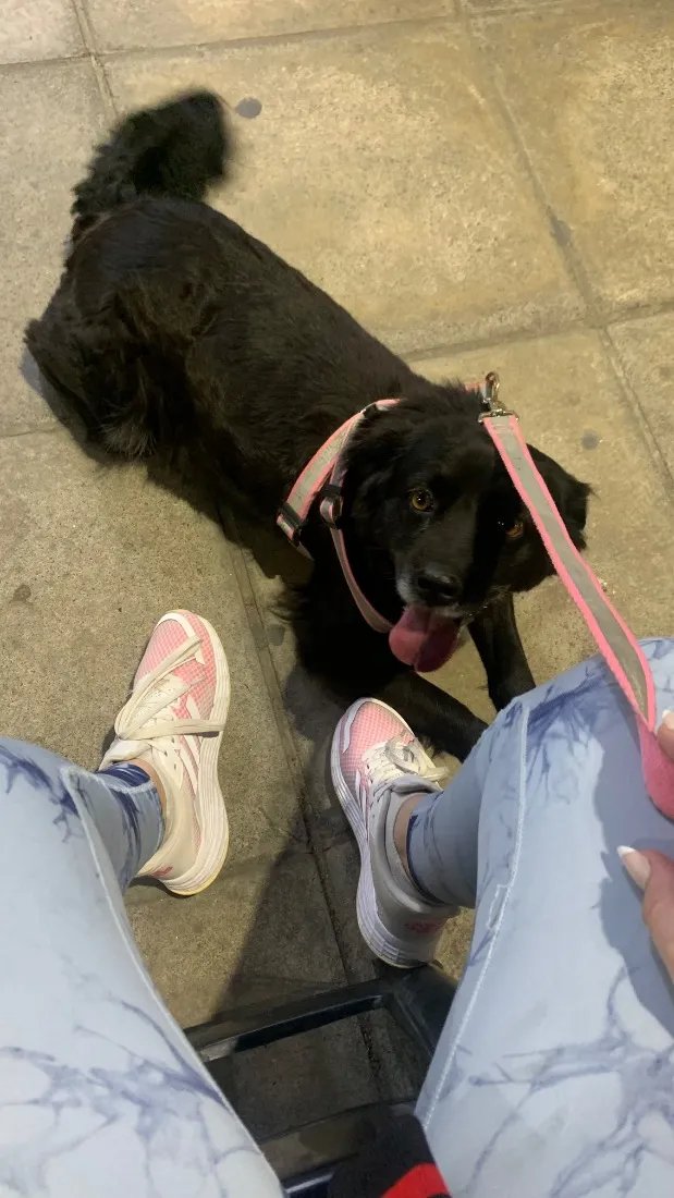 Cachorro raça SRD-ViraLata idade 6 ou mais anos nome Kira 