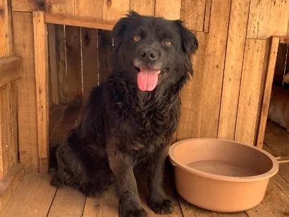 Cachorro raça SRD-ViraLata idade 6 ou mais anos nome Kira 