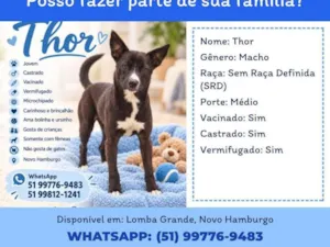 Cachorro raça SRD-ViraLata idade 5 anos nome Thor 