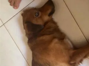 Cachorro raça SRD-ViraLata idade 6 ou mais anos nome Ralphy