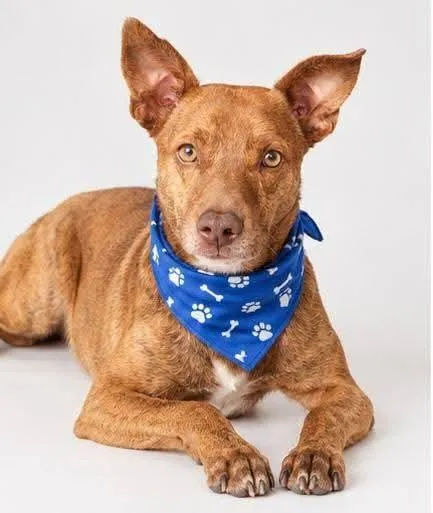 Cachorro raça SRD-ViraLata idade 2 anos nome Otavinho