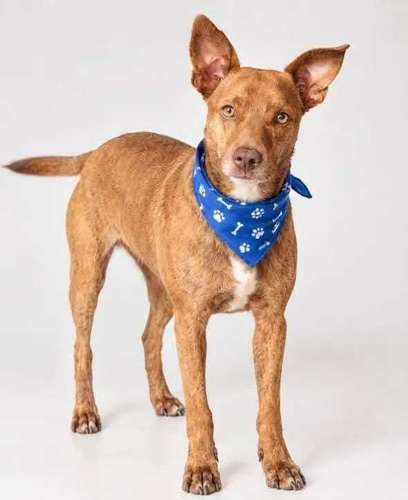 Cachorro raça SRD-ViraLata idade 2 anos nome Otavinho