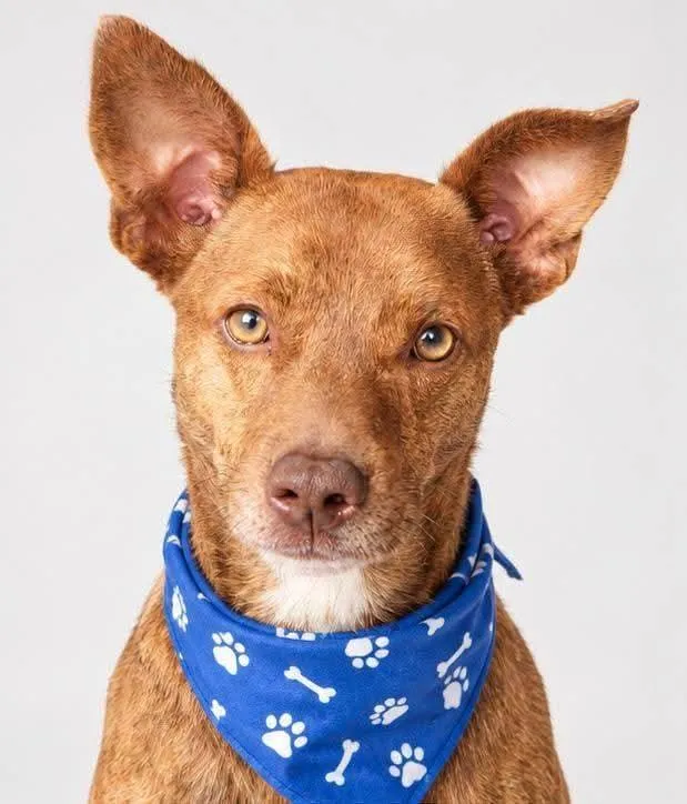 Cachorro raça SRD-ViraLata idade 2 anos nome Otavinho