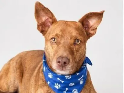 Cachorro raça SRD-ViraLata idade 2 anos nome Otavinho