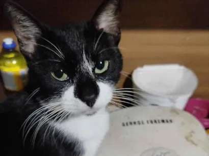 Gato raça SRD-ViraLata idade 1 ano nome Tom Bob