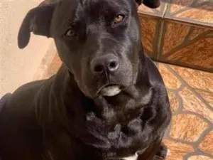 Cachorro raça Pit-Bull idade 2 anos nome Apolo 