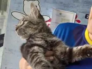 Gato raça Angorá idade 1 ano nome frajola