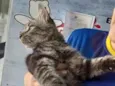 frajola