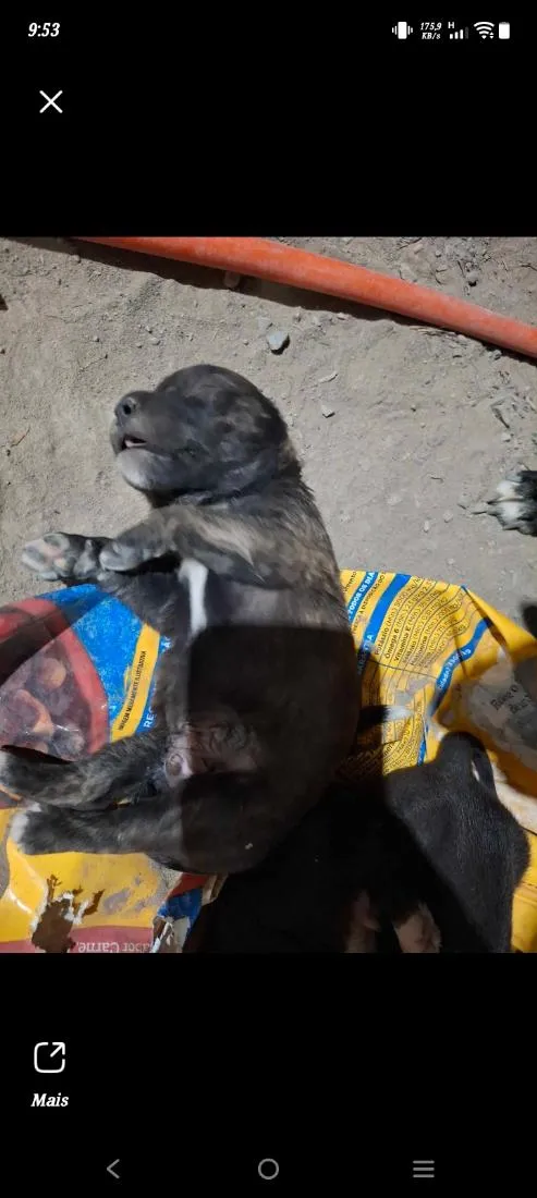 Cachorro raça Labrador idade Abaixo de 2 meses nome spak 