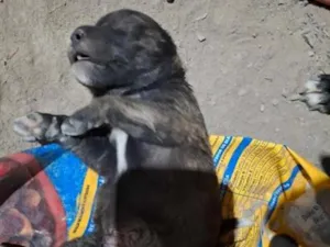 Cachorro raça Labrador idade Abaixo de 2 meses nome spak 