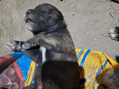 Cachorro raça Labrador idade Abaixo de 2 meses nome spak 