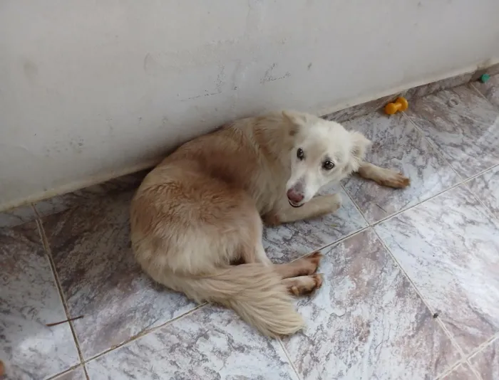 Cachorro raça Pastor Alemão idade 6 ou mais anos nome meg