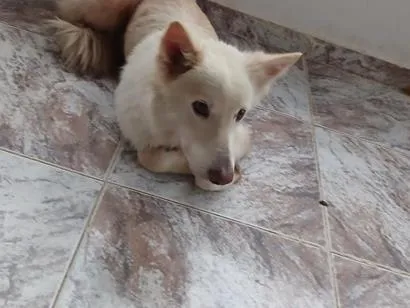 Cachorro raça Pastor Alemão idade 6 ou mais anos nome meg