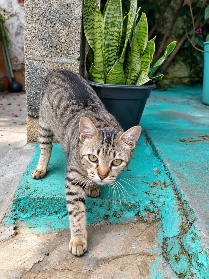 Gato raça SRD-ViraLata idade 2 a 6 meses nome Mia 
