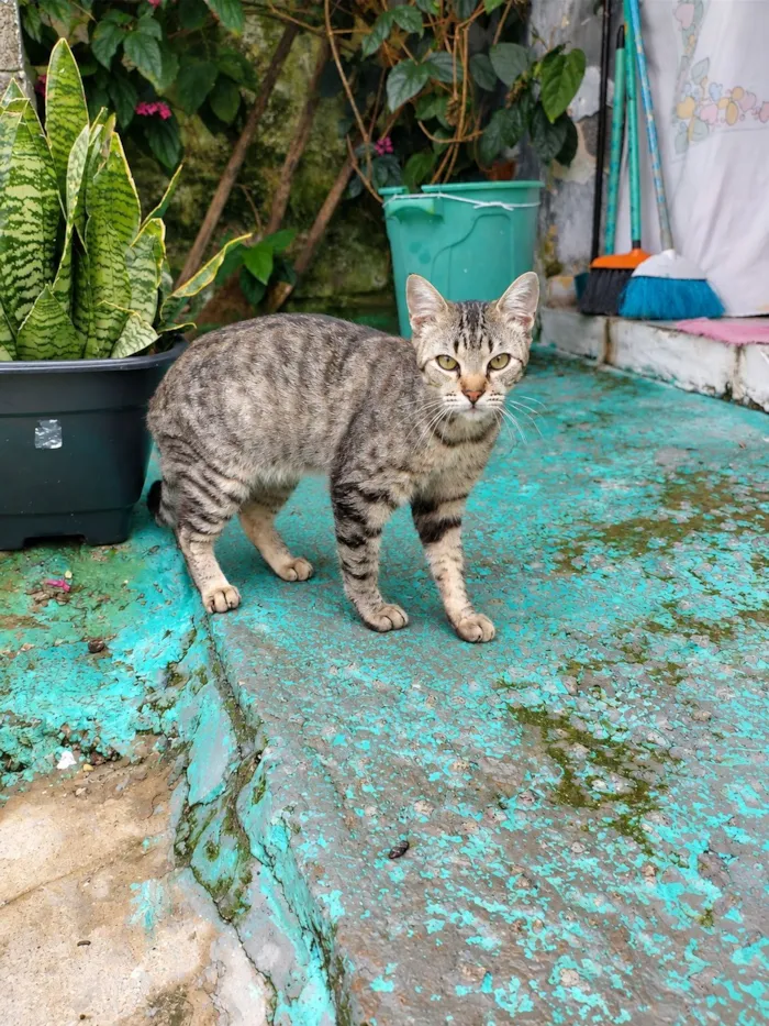 Gato raça SRD-ViraLata idade 2 a 6 meses nome Mia 