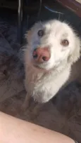 meg