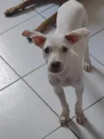 branquinha 