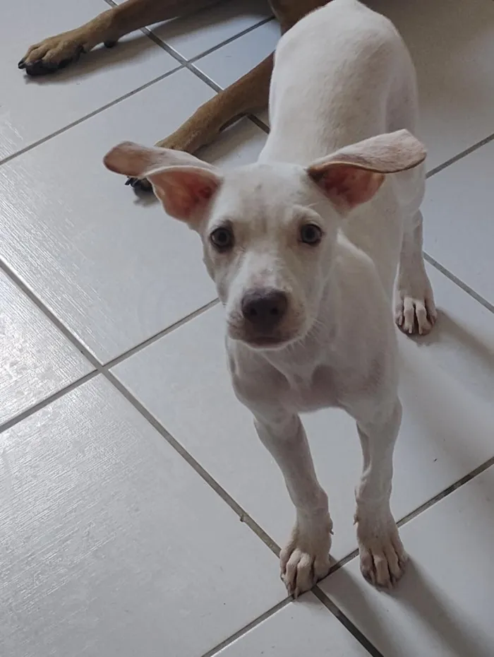 Cachorro raça SRD-ViraLata idade 7 a 11 meses nome branquinha 