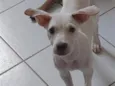 branquinha 