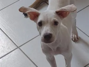 Cachorro raça SRD-ViraLata idade 7 a 11 meses nome branquinha 